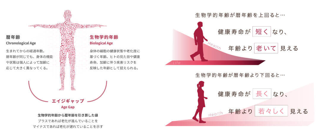生物学的年齢のイメージ