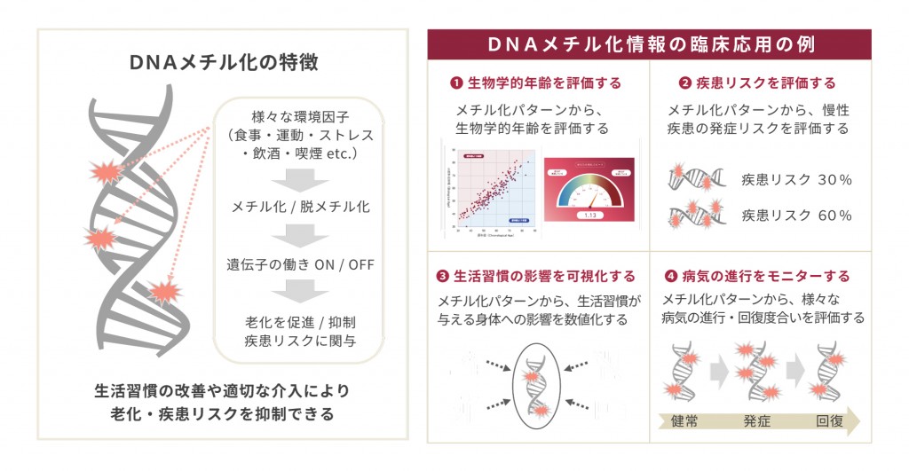 DNAメチル化の特徴